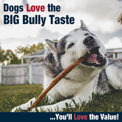 Cadet Bully Hide Sticks for Large Dogs, All-Natural Beef Pizzle, Limited-Ingredient Long-Lasting Dog Chews for Aggressive Chewers