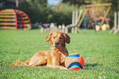 Chuckit! Kick Fetch Ball Large