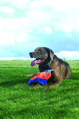 Canine Hardware Flying Squirrel