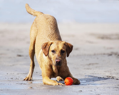 Chuckit! High-Bounce Rubber Fetch Ball