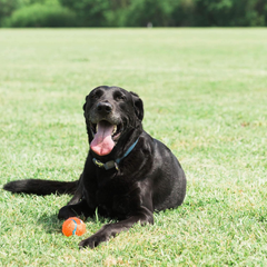 Chuckit! Dog Tennis Ball Dog Toy