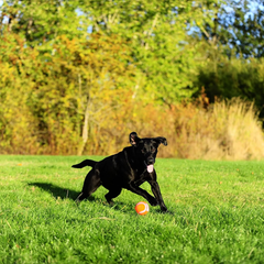 Chuckit! Dog Tennis Ball Dog Toy, Pack of 2