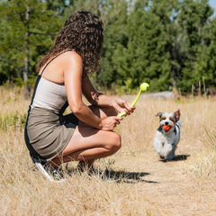 Chuckit! Sport 14S Dog Ball Launcher - Includes a 2-inch Diameter Small Ball for Dogs 0-20 Pounds - Manual Tennis Ball Thrower With a Slim Handle - 14-inch Length Chucker