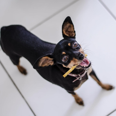 Fieldcrest Farms Nothing to Hide Natural Rawhide Alternative Small Twist Stix for Dogs - (10 Sticks) All Natural Easily Digestible Chews for All Breed Dogs - Great for Dental Health