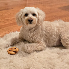 Nothin' to Hide Collagen-Based Dog Chews Medium Pretzel, Beef Flavor, Easily Digestible, Supports Skin, Coat, Joints & Muscles, for Moderate Chewers Under 15lbs