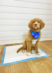 Four Paws Wee-Wee Odor Control with Febreze Freshness Pee Pads for Dogs & Puppies, Leak-Proof Dog Housebreaking Potty Training Floor Protection, Spring Fresh Scent
