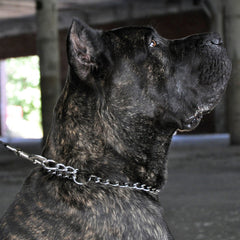 Titan - Coastal Pet Products Titan Fine Chain Dog Training Choke/Collar, Chrome