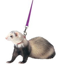 Marshall Pet Products Harness & Lead