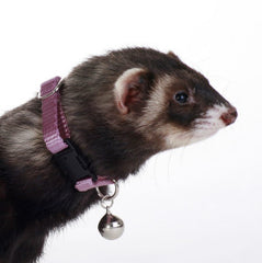 Marshall Pet Products Bell Collar