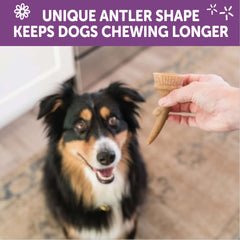 Whimzees Wellness Occupy Dog Dental Treats, Natural Chews, Medium Size