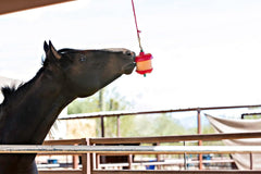 Horsemen's Pride® Jolly Stall Snack – Apple Flavor