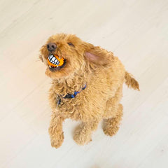KONG Grinz Puffer Fish Dog Toy – Small Orange