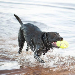 KONG AirDog® Squeaker Dumbbell Dog Toy – Medium