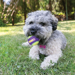 KONG Crunch Air Ball Dog Toy – Small 1 ball