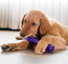 KONG Squeezz Crackle Stick Dog Toy – Large assorted color