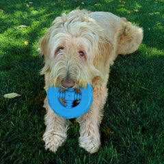 KONG Squeakz Wheel Dog Toy – Medium Blue