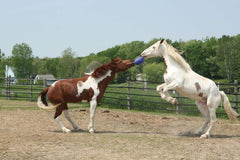 Horsemen's Pride® Jolly Ball Horse Toy 10"