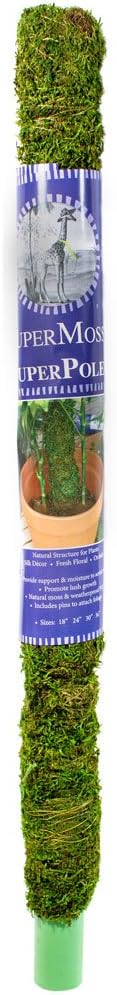Galápagos Mossy Perch for Aquarium, 24", Fresh Green