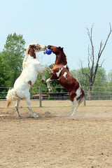 Horsemen's Pride® Jolly Ball Horse Toy 10"