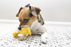 KONG Dr. Noy's Platy Duck Plush Dog