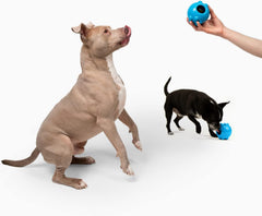 Jolly Pets Jolly Dipper Treat Dispensing Dog Toy