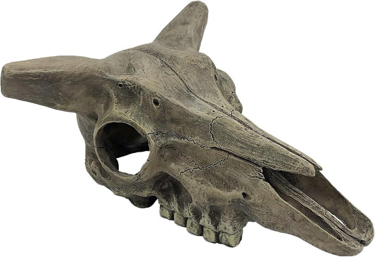 Komodo Deer Skull