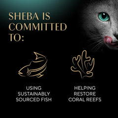 Sheba Perfect Portions Wet Cat Food Cuts in Gravy Variety Pack, Roasted Chicken Entree, and Tender Turkey Entree