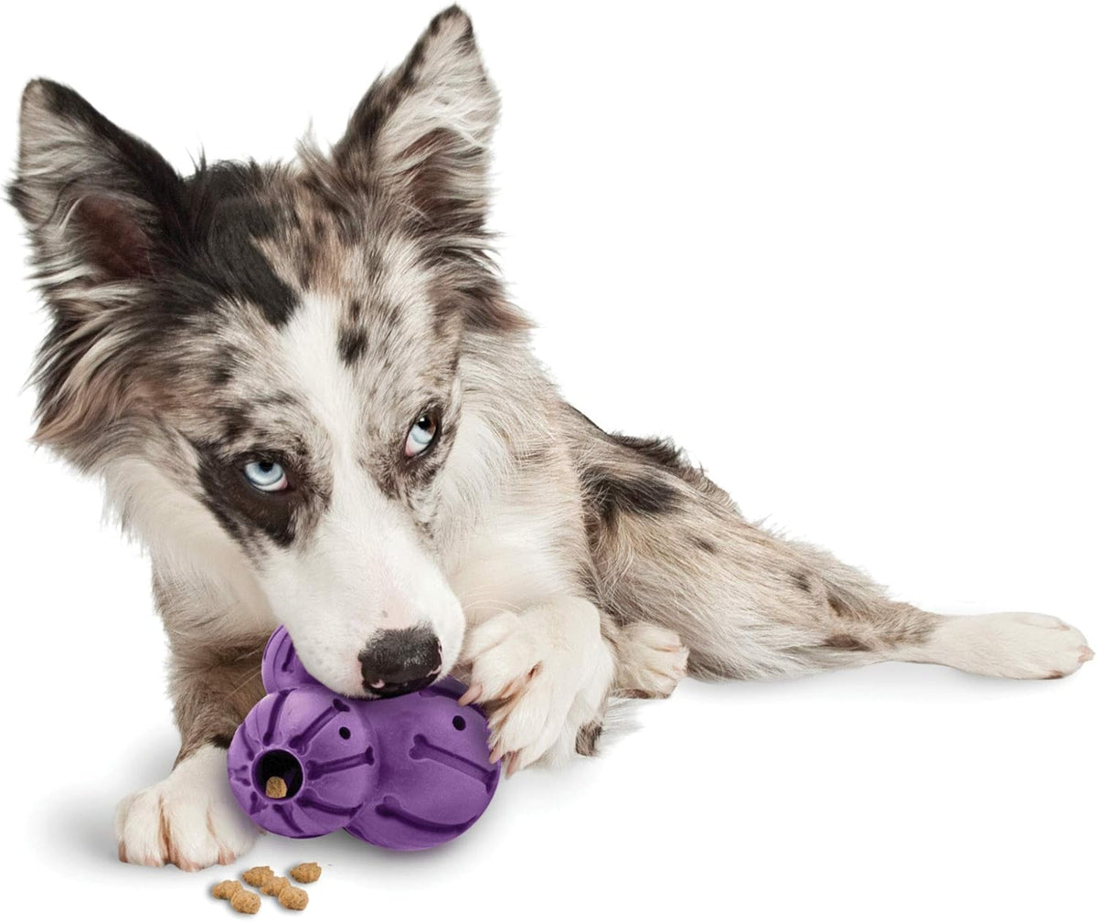 PetSafe Busy Buddy Barnacle - Dog Chew Toy - Treat Dispensing Dog Toys