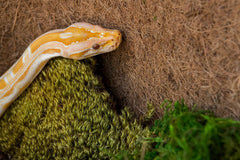 Galápagos Pillow Moss, Fresh Green, Header Bag