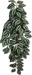 Multi Pet 48593305: Komodo Zebrina Hanging Plant, Lg 26In