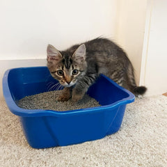 Van Ness Pets Extra Small Open Cat Litter Box, Kitten/Rabbit Size