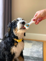 Nylabone Knuckle Bone & Pop-In Puppy Treat Toy Combo Power Chew Toy for Dogs, Dog Toys for Aggressive Chewers, Chicken Flavor