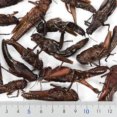 Zoo Med Laboratories Can O’ Grasshoppers for Large Monitors, Tegus, Skinks, Turtles & Birds Food 1.2 Oz