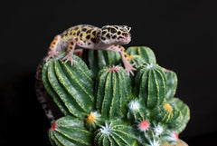 Multi Pet 48593321: Komodo Cactus Plant Barrel, 4In