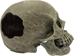 Komodo Human Skull