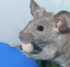 Vitakraft Drops Mini Banana and Cherry Flavor Dwarf Hamster Rat and Mouse Treat