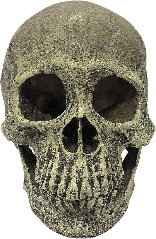 Komodo Human Skull
