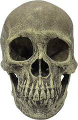 Komodo Human Skull