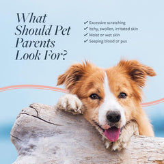 Veterinary Formula Clinical Care Hot Spot & Itch Relief Cat & Dog Medicated Conditioner – Oatmeal Conditions Skin for a Lustrous Coat, Formulated to Help Alleviate Itchy Skin
