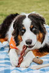 Nylabone Braided Bully Stick Alternative Power Chew Toy for Dogs, Dog Toys for Aggressive Chewers, Beef Flavor