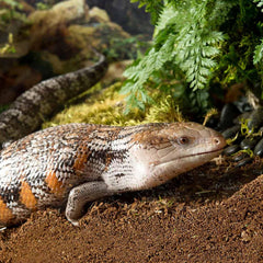 Galápagos Tropicoco Soil Brick Natural Coconut Soil Bedding