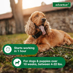 Advantus Dog Advantus Chewable Flea Treatment for Dogs | 7 ct.