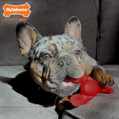 Nylabone Lobster Power Chew Toy for Dogs, Dog Toys for Aggressive Chewers, Filet Mignon Flavor, Small - Up to 25 Ibs, 1 Count