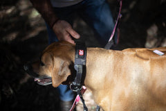 Boss Dog Tactical Adjustable Collar, Black Camo