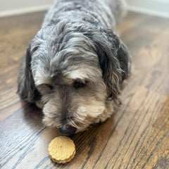 Exclusively Dog Cookies Sandwich Cremes S'Mores Flavor Dog Treats for Medium and Large Dogs, Natural and Made in The USA, 8 oz