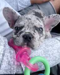 Nylabone Puppy Pacifier Chew Toy, Teething Toys for Puppies, Bacon Flavor