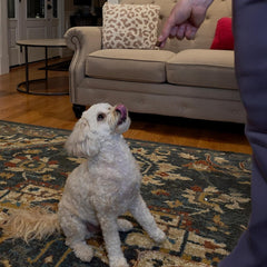 Exclusively Dog Chewy Training Treats Savory Chicken Flavor Grain Free Gluten Free, 100% sourced and Made in The USA, 6 oz.