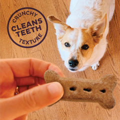 Old Mother Hubbard Wellness P-Nuttier Dog Biscuits, Natural, Training Treats, Peanut Butter Flavor, Large Size, (20 Pound Box)