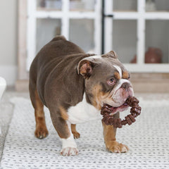 Nylabone Power Chew Textured Dog Chew Ring Toy, Dog Toys for Aggressive Chewers, Flavor Medley, X-Large/Souper (1 Count)