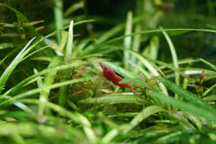 Seachem Flourish Supplement for Planted Aquarium